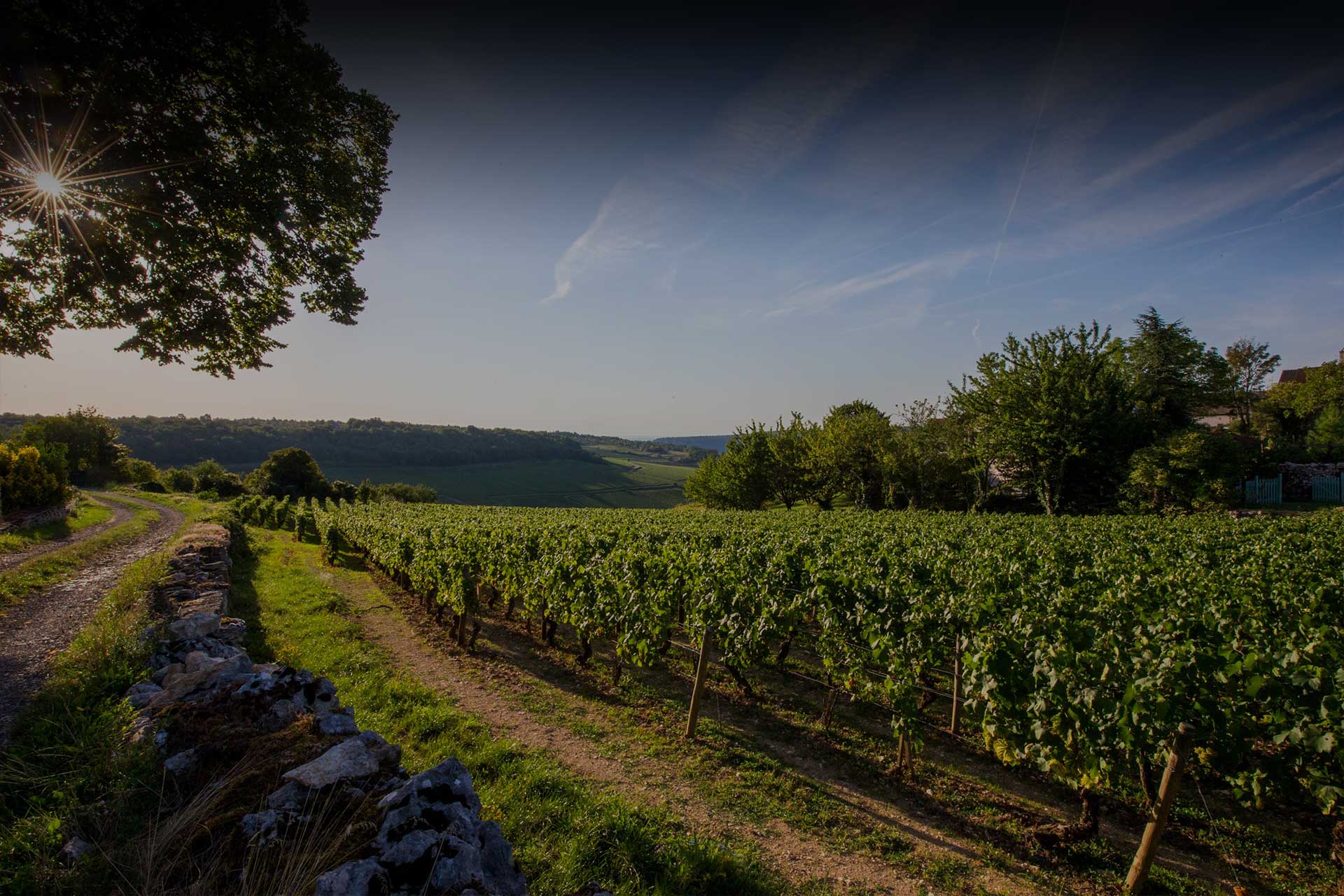 Discover Burgundy